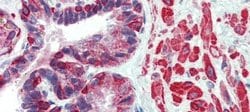 Invitrogen KIF13B Polyclonal Antibody 100 &mu;L; Unconjugated:Antibodies,
