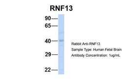 Invitrogen RNF13 Polyclonal Antibody 100 &mu;L; Unconjugated:Antibodies,