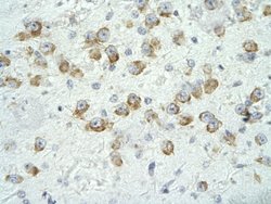 Invitrogen MED17 Polyclonal Antibody 100 &mu;L; Unconjugated:Antibodies,