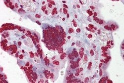Invitrogen EGR3 Polyclonal Antibody 100 &mu;L; Unconjugated:Antibodies,
