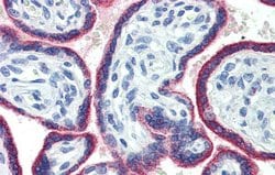 Invitrogen ASH2L Polyclonal Antibody 100 &mu;L; Unconjugated:Antibodies,