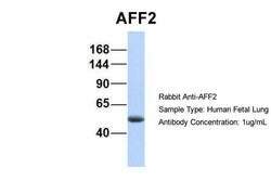 Invitrogen AFF2 Polyclonal Antibody 100 &mu;L; Unconjugated:Antibodies,