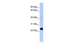 Invitrogen GTL3 Polyclonal Antibody 100 &mu;L; Unconjugated:Antibodies,