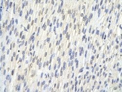 Invitrogen SAP30BP Polyclonal Antibody 100 μL; Unconjugated:Antibodies,