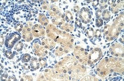 Invitrogen RASSF7 Polyclonal Antibody 100 &mu;L; Unconjugated:Antibodies,