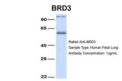 Invitrogen BRD3 Polyclonal Antibody 100 &mu;L; Unconjugated:Antibodies,