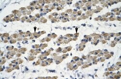 Invitrogen TRIM68 Polyclonal Antibody 100 &mu;L; Unconjugated:Antibodies,