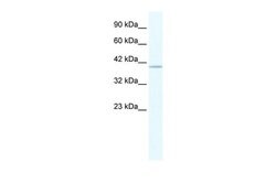 Invitrogen TRIM68 Polyclonal Antibody 100 &mu;L; Unconjugated:Antibodies,