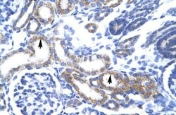 Invitrogen ZFAND6 Polyclonal Antibody 100 &mu;L; Unconjugated:Antibodies,