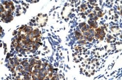 Invitrogen TRIM41 Polyclonal Antibody 100 &mu;L; Unconjugated:Antibodies,