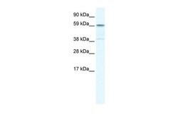 Invitrogen TRIM41 Polyclonal Antibody 100 &mu;L; Unconjugated:Antibodies,
