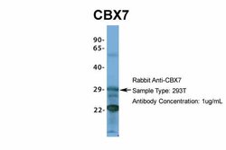 Invitrogen CBX7 Polyclonal Antibody 100 &mu;L | Buy Online | Invitrogen&trade; | Fisher Scientific