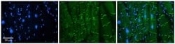 Invitrogen AMOT Polyclonal Antibody 100 &mu;L; Unconjugated:Antibodies,