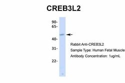 CREB3L2 Polyclonal Antibody, Invitrogen 100 &mu;L; Unconjugated:Antibodies,