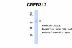 CREB3L2 Polyclonal Antibody, Invitrogen 100 &mu;L; Unconjugated:Antibodies,