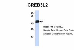 CREB3L2 Polyclonal Antibody, Invitrogen 100 &mu;L; Unconjugated:Antibodies,