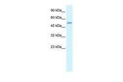 CREB3L2 Polyclonal Antibody, Invitrogen 100 &mu;L; Unconjugated:Antibodies,
