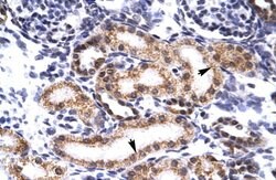 Invitrogen BERP Polyclonal Antibody 100 &mu;L; Unconjugated:Antibodies,