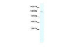 Invitrogen BERP Polyclonal Antibody 100 &mu;L; Unconjugated:Antibodies,