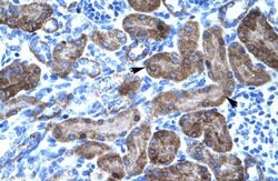 Invitrogen TRIM31 Polyclonal Antibody 100 &mu;L; Unconjugated:Antibodies,