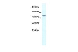 Invitrogen RNF23 Polyclonal Antibody 100 &mu;L; Unconjugated:Antibodies,
