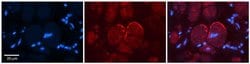 Invitrogen NMDAR2C Polyclonal Antibody 100 &mu;L; Unconjugated:Antibodies,