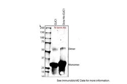 Invitrogen CLIC1 Polyclonal Antibody 100 &mu;L | Buy Online | Invitrogen&trade; | Fisher Scientific