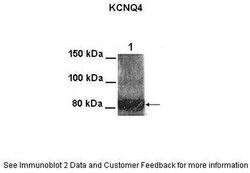 Invitrogen KCNQ4 Polyclonal Antibody 100 &mu;L; Unconjugated:Antibodies,