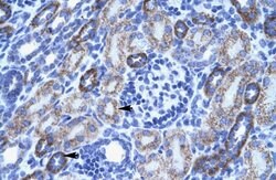 Invitrogen ASIC3 Polyclonal Antibody 100 &mu;L; Unconjugated:Antibodies,