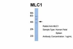 Invitrogen MLC1 Polyclonal Antibody 100 &mu;L; Unconjugated:Anticuerpos