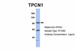 Invitrogen TPCN1 Polyclonal Antibody 100 &mu;L; Unconjugated:Antibodies,