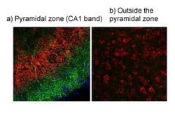 Invitrogen TRPV4 Polyclonal Antibody 100 &mu;L; Unconjugated:Antibodies,
