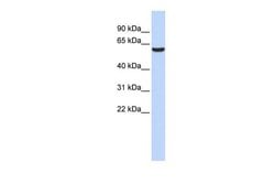 Invitrogen GABRB3 Polyclonal Antibody 100 &mu;L; Unconjugated:Antibodies,