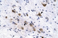 Invitrogen KCNH6 Polyclonal Antibody 100 &mu;L; Unconjugated:Antibodies,