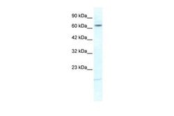 Invitrogen KCNH6 Polyclonal Antibody 100 &mu;L; Unconjugated:Antibodies,