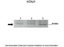 Invitrogen Kir1.1 (KCNJ1) Polyclonal Antibody 100 &mu;L; Unconjugated:Antibodies,