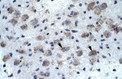 Invitrogen KCNH5 Polyclonal Antibody 100 &mu;L; Unconjugated:Antibodies,