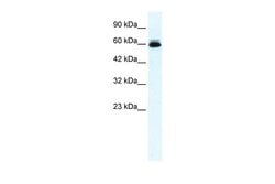 Invitrogen KCNH5 Polyclonal Antibody 100 &mu;L; Unconjugated:Antibodies,