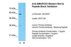 Invitrogen BAF60C Polyclonal Antibody 100 &mu;L; Unconjugated:Antibodies,
