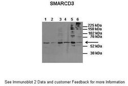 Invitrogen BAF60C Polyclonal Antibody 100 &mu;L; Unconjugated:Antibodies,