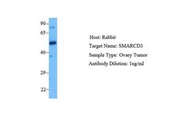 Invitrogen BAF60C Polyclonal Antibody 100 &mu;L; Unconjugated:Antibodies,