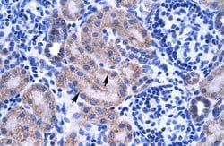 Invitrogen ZNF134 Polyclonal Antibody 100 &mu;L; Unconjugated:Antibodies,