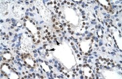 Invitrogen ILF2 Polyclonal Antibody 100 &mu;L; Unconjugated:Antibodies,