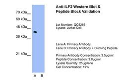 Invitrogen ILF2 Polyclonal Antibody 100 &mu;L; Unconjugated:Antibodies,