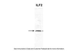 Invitrogen ILF2 Polyclonal Antibody 100 &mu;L; Unconjugated:Antibodies,