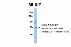 Invitrogen MLXIP Polyclonal Antibody 100 &mu;L; Unconjugated:Anticuerpos