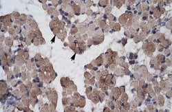 Invitrogen LHX9 Polyclonal Antibody 100 &mu;L; Unconjugated:Antibodies,