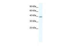 Invitrogen ZNF529 Polyclonal Antibody 100 &mu;L; Unconjugated:Antibodies,