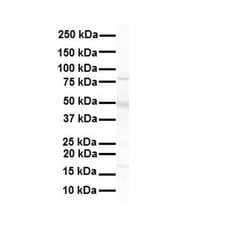 Invitrogen PXR Polyclonal Antibody 100 &mu;L; Unconjugated:Antibodies,
