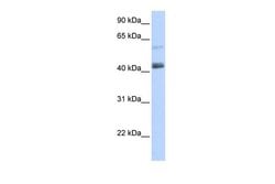 Invitrogen PRDM15 Polyclonal Antibody 100 &mu;L; Unconjugated:Antibodies,